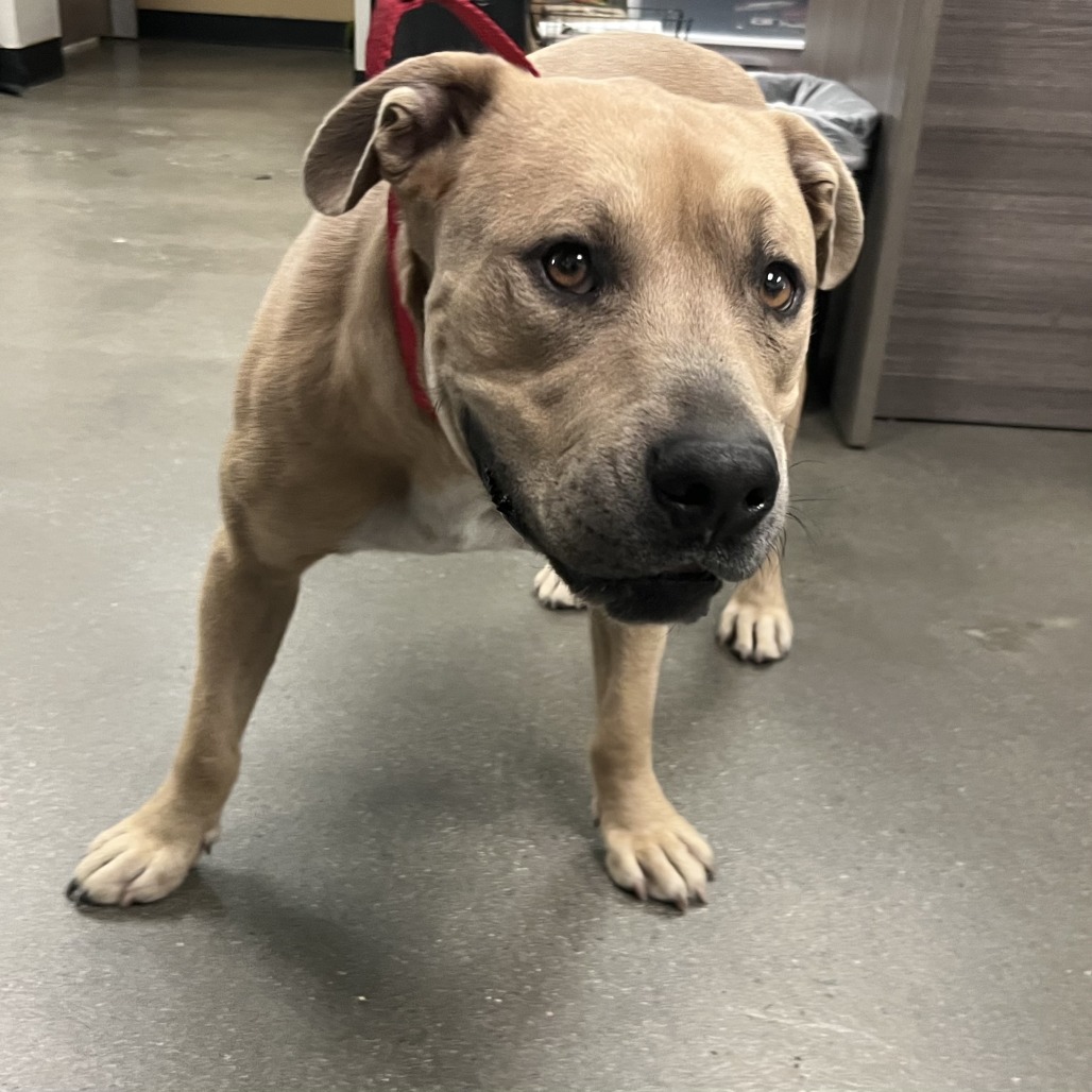 Shelter Stray Male Dog last seen , Palm Springs, CA 92264