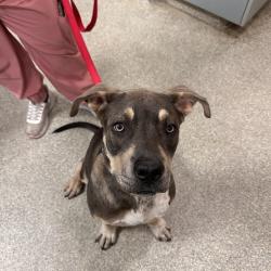 Shelter Stray Male Dog last seen , Jacksonville, FL 32216
