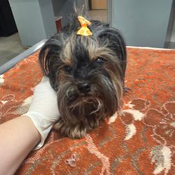 Shelter Stray Female Dog last seen , Jacksonville, FL 32216