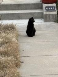 Lost Female Cat last seen Central Park , Denver, CO 80238