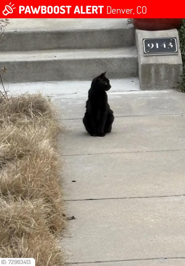 Lost Female Cat last seen Central Park , Denver, CO 80238