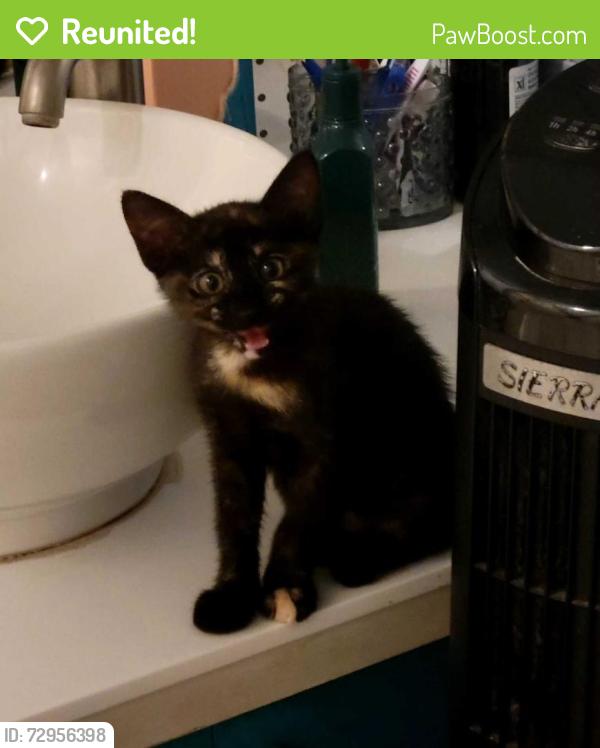 Reunited Unknown Cat last seen S Hillview Ave, East Los Angeles, CA 90022, USA, East Los Angeles, CA 90022