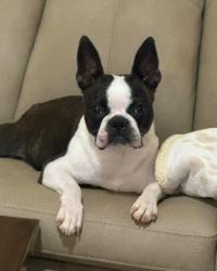 Reunited Female Dog last seen CR 2390 75494, Hopkins County, TX 75471