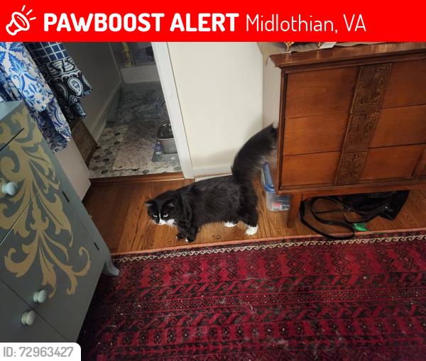 Lost Female Cat last seen Old Coach Rd and Featherstone Dr , Midlothian, VA 23113