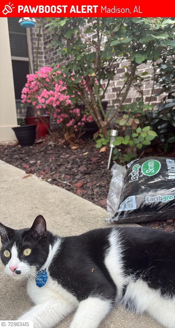 Lost Male Cat last seen county line road, Madison, AL 35756