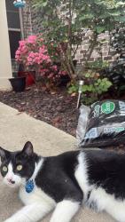 Lost Male Cat last seen county line road, Madison, AL 35756