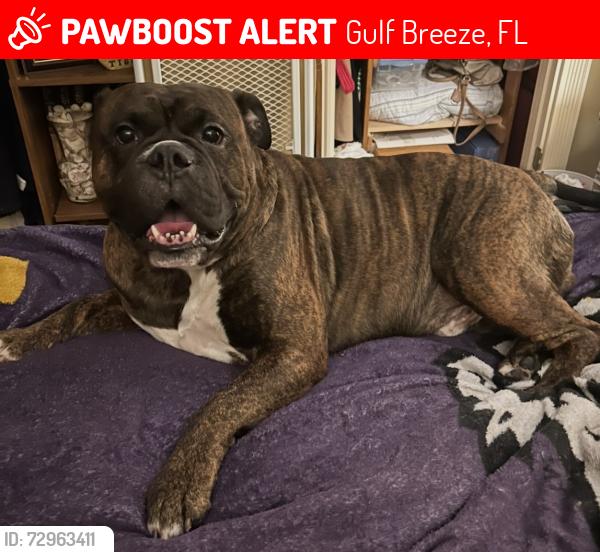 Lost Male Dog last seen Venetian Garden/Lido Blvd, Gulf Breeze, FL 32563