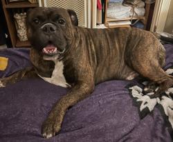 Lost Male Dog last seen Venetian Garden/Lido Blvd, Gulf Breeze, FL 32563