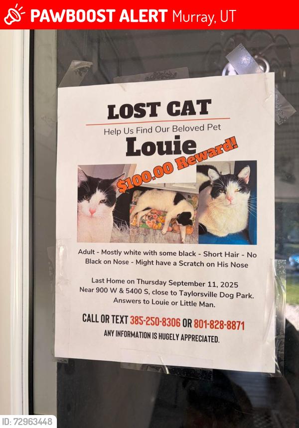 Lost Male Cat last seen Taylorsville, Murray, UT 84123