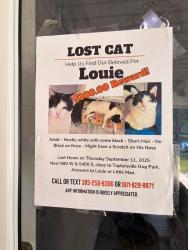 Lost Male Cat last seen Taylorsville, Murray, UT 84123