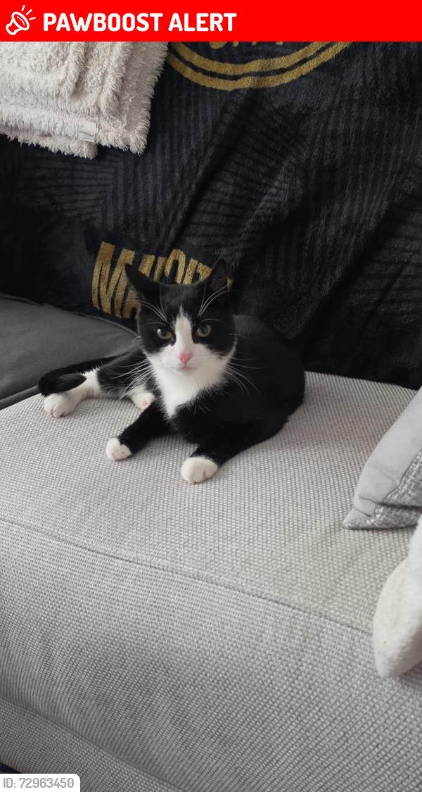 Lost Male Cat last seen Belmont way, Greater Manchester, England SK4 1LD