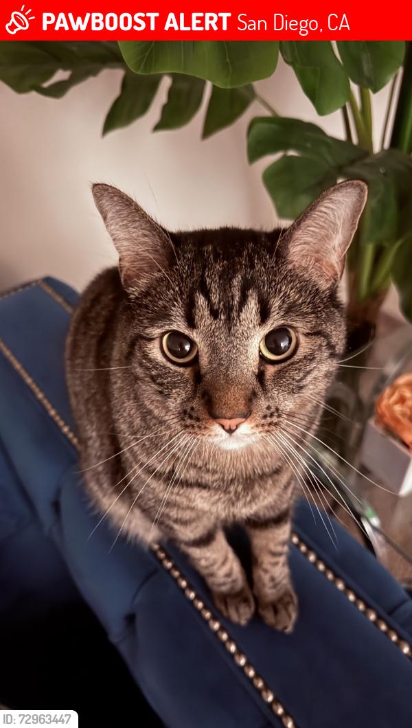 Lost Male Cat last seen Near 3862 Caminito Aguilar, Clairemont,  San Diego, CA 92111 near Mt Alifan Drive, San Diego, CA 92111
