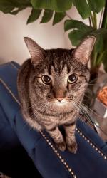 Lost Male Cat last seen Near 3862 Caminito Aguilar, Clairemont,  San Diego, CA 92111 near Mt Alifan Drive, San Diego, CA 92111