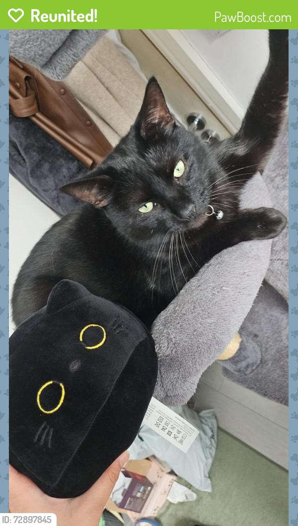 Reunited Male Cat last seen Garden, Greater Manchester, England OL9 7QT