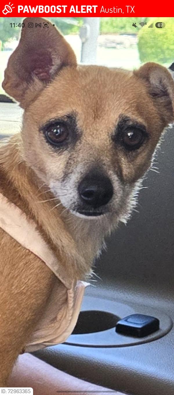 Lost Female Dog last seen The Hollow at Slaughter Creek, Austin, TX 78750