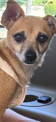 Lost Female Dog last seen The Hollow at Slaughter Creek, Austin, TX 78750
