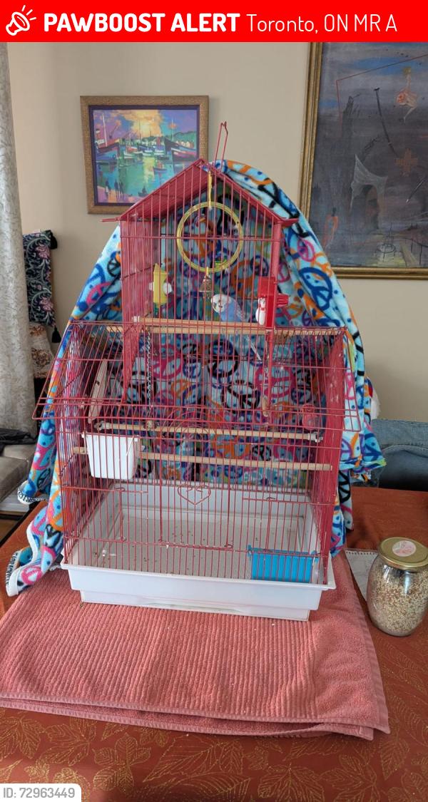 Lost Male Bird last seen Steels, Bathurst , Toronto, ON M2R 2A4