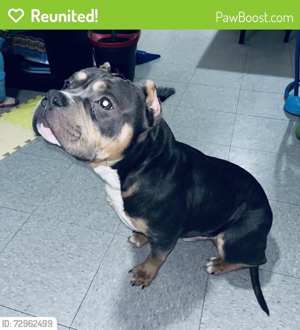 Reunited Male Dog last seen Near Cherokee Trail, Fort Worth, TX 76133, USA, Fort Worth, TX 76133