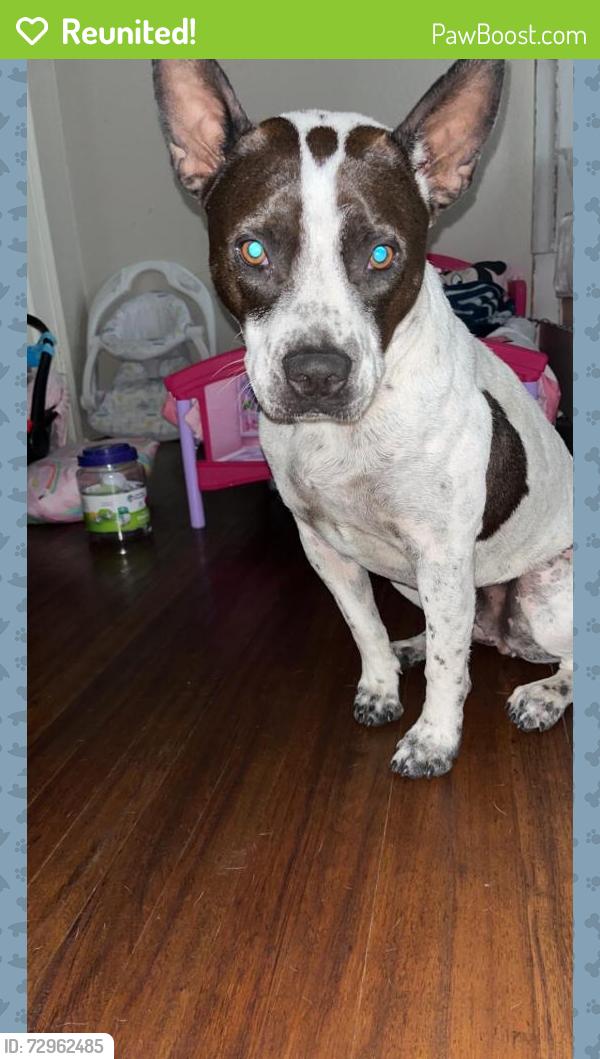 Reunited Male Dog last seen Near Cherokee Trail, Fort Worth, TX 76133, USA, Fort Worth, TX 76133