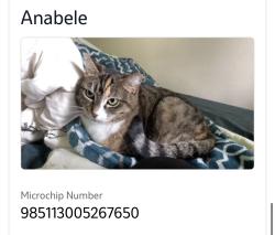 Lost Female Cat last seen Azure Ave and Bluff Hollow Place, North Las Vegas, NV 89084