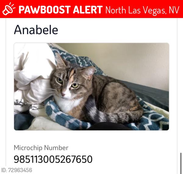 Lost Female Cat last seen Azure Ave and Bluff Hollow Place, North Las Vegas, NV 89084
