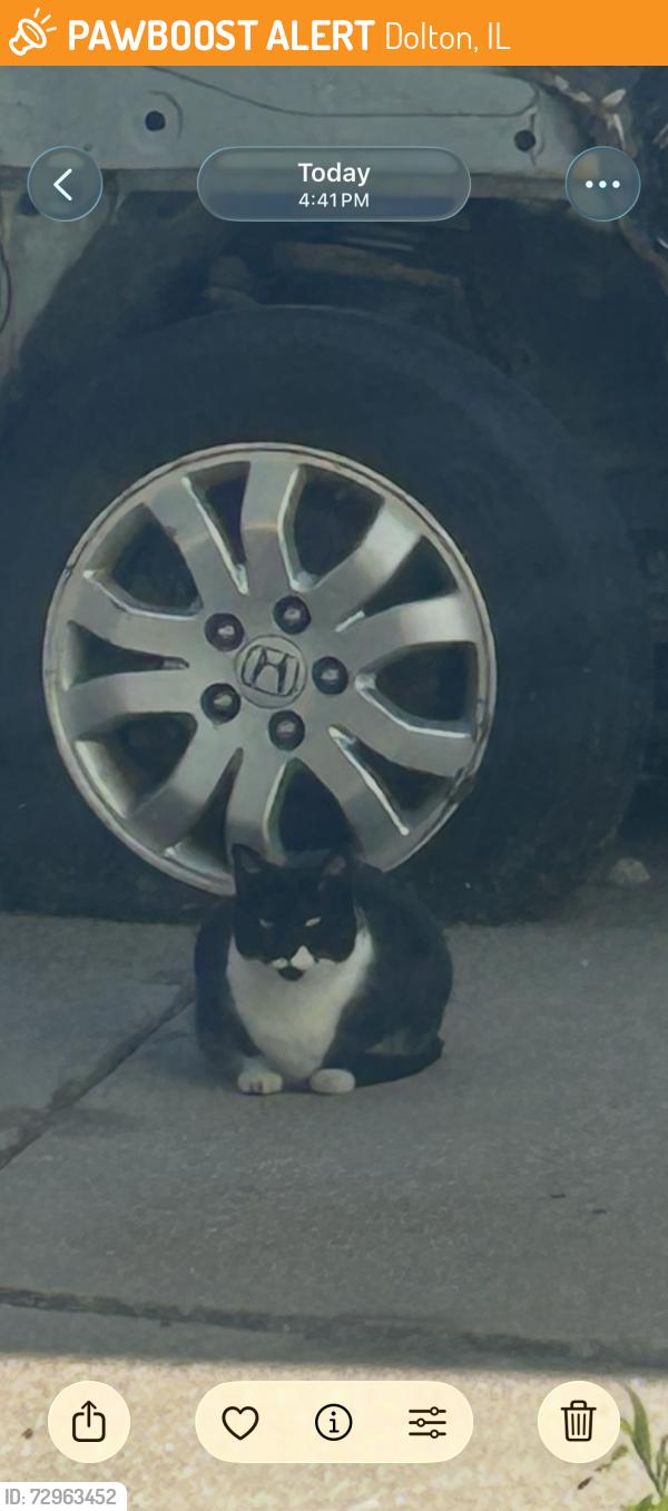 Found/Stray Female Cat last seen Near and Chicago Road, Dolton, IL, Dolton, IL 60419