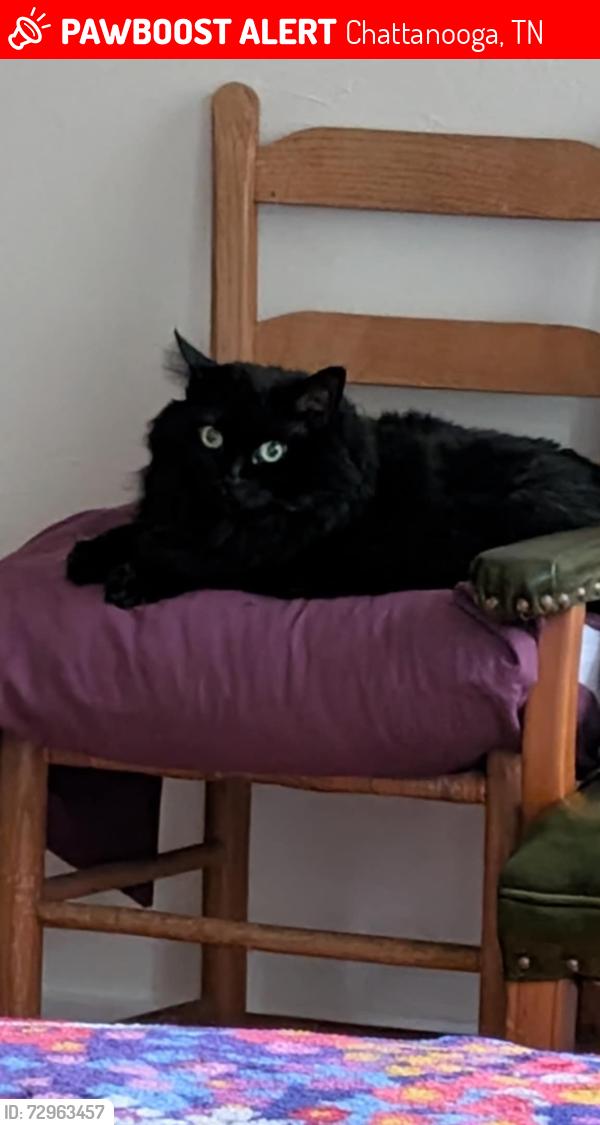 Lost Female Cat last seen Orr Street. Mississippi Avenue , Chattanooga, TN 37405