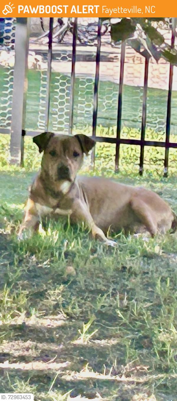 Found/Stray Male Dog last seen Larkspur Drive, Fayetteville NC 28311, Fayetteville, NC 28311
