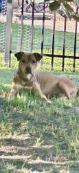 Found/Stray Male Dog last seen Larkspur Drive, Fayetteville NC 28311, Fayetteville, NC 28311