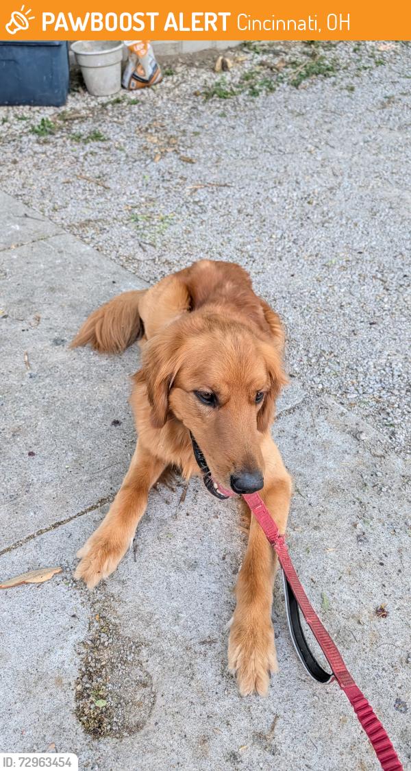 Found/Stray Male Dog last seen O Bryon and Madison , Cincinnati, OH 45208