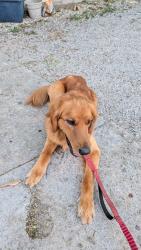 Found/Stray Male Dog last seen O Bryon and Madison , Cincinnati, OH 45208