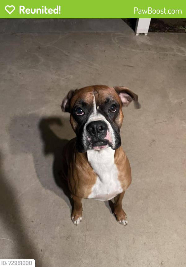 Reunited Male Dog last seen Pinkham, Visalia, CA 93292