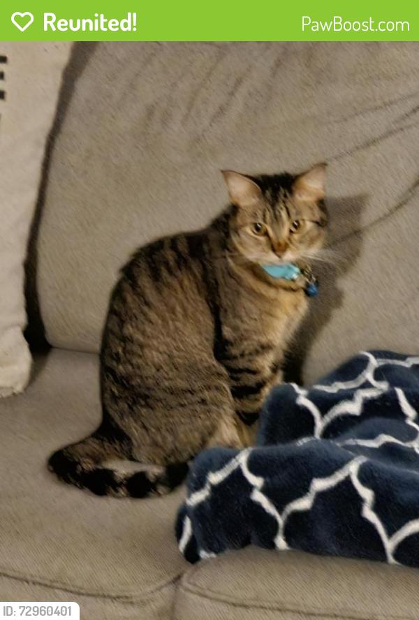 Reunited Female Cat last seen Woodland Ln and Chestnut Ln., Marengo, IL 60152