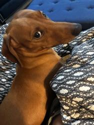 Lost Male Dog last seen Golds gym, Corpus Christi, TX 78413