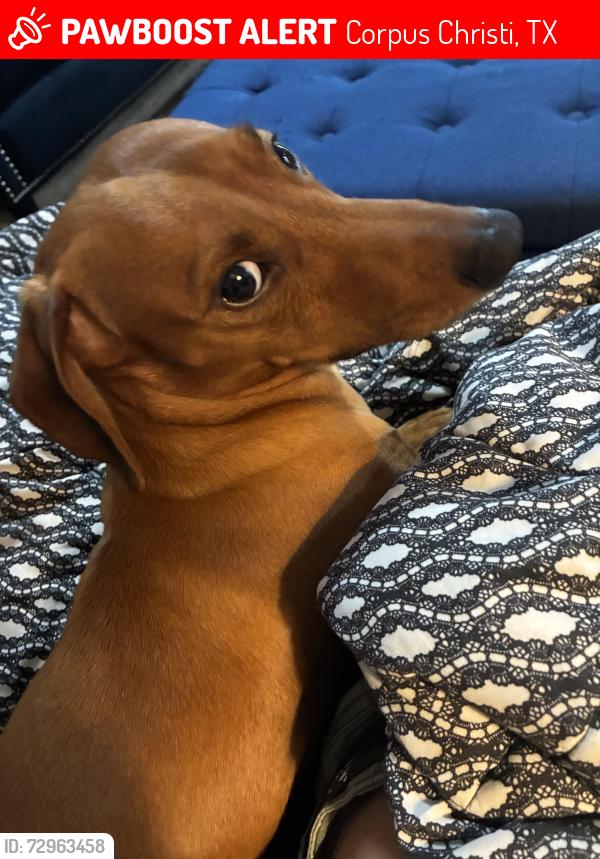 Lost Male Dog last seen Golds gym, Corpus Christi, TX 78413