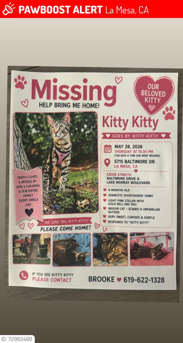 Lost Female Cat last seen Baltimore Dr. & Lake Murray Blvd. , La Mesa, CA 91942