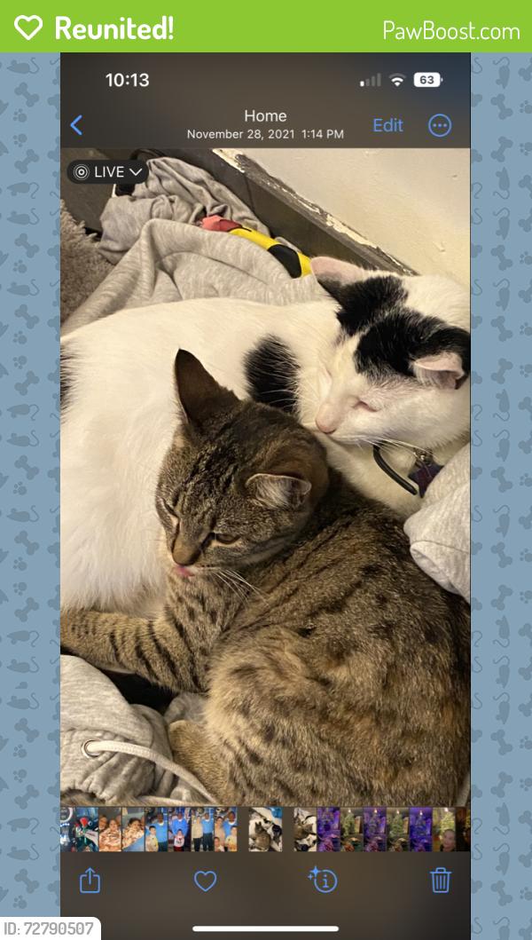 Reunited Female Cat last seen Bel Air/Chevy Chase Ct, Fairfield, CA 94533