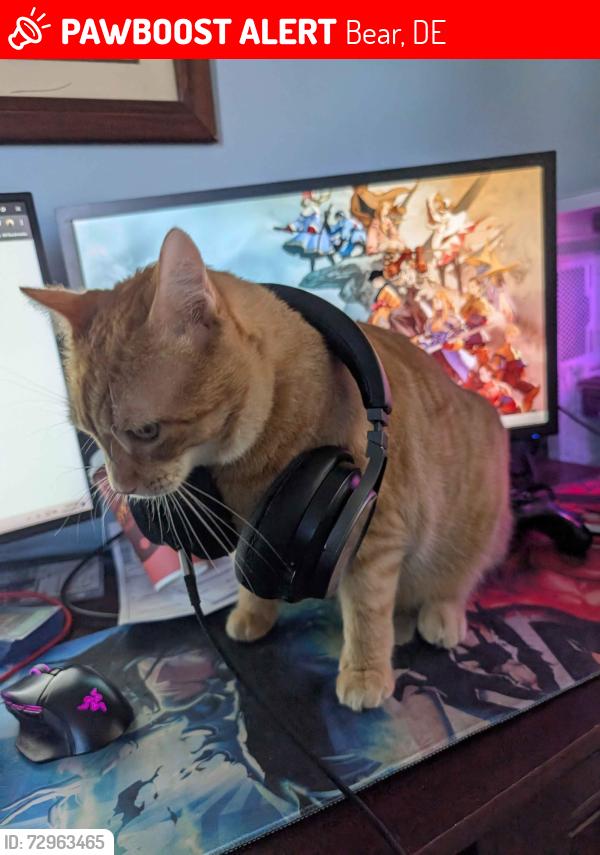 Lost Male Cat last seen Archer St, Bear, DE 19701
