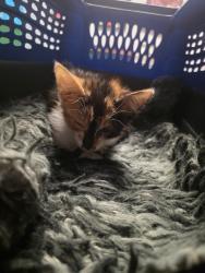 Shelter Stray Female Cat last seen , New Braunfels, TX 78130