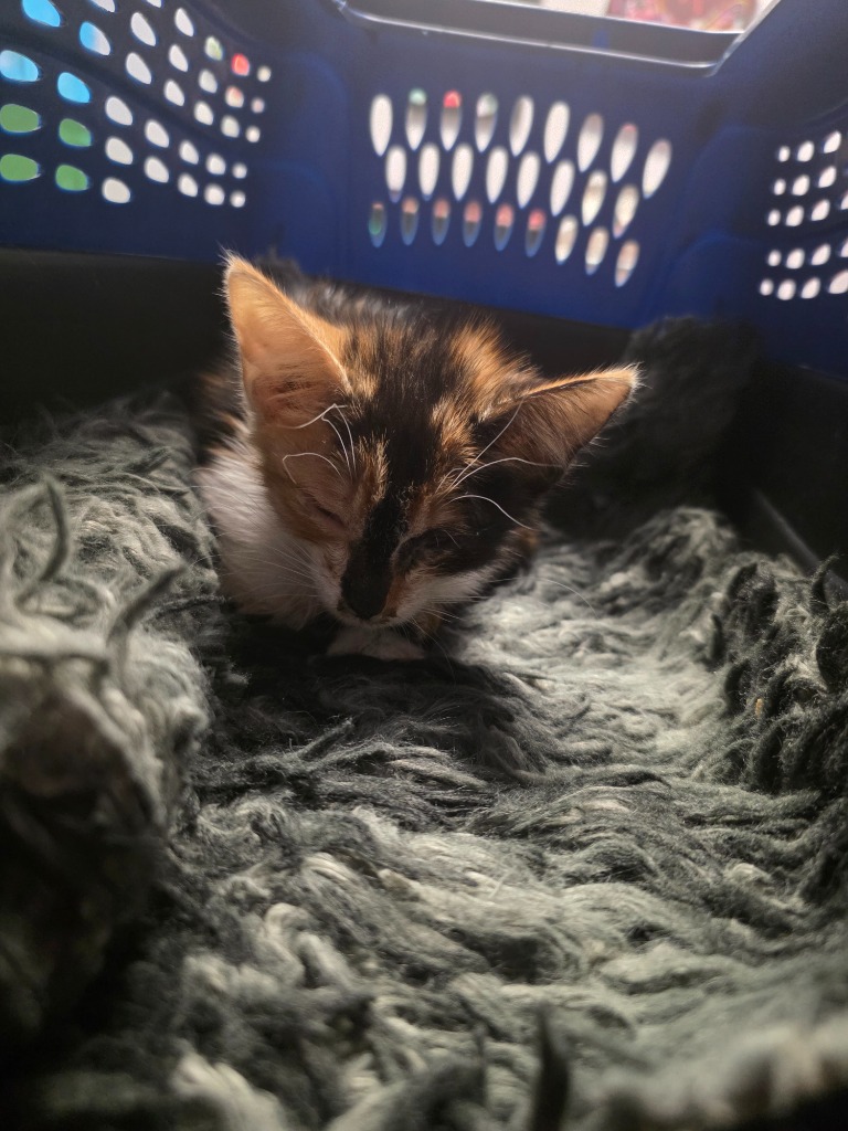 Shelter Stray Female Cat last seen , New Braunfels, TX 78130