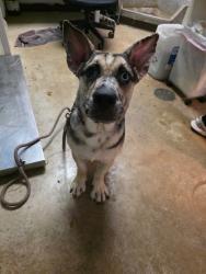 Shelter Stray Female Dog last seen Bexar County, New Braunfels, TX 78130