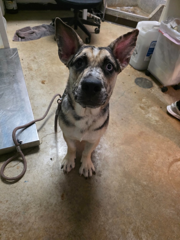 Shelter Stray Female Dog last seen Bexar County, New Braunfels, TX 78130