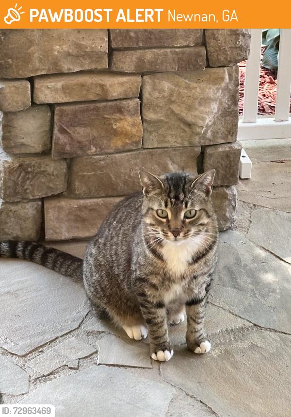 Found/Stray Unknown Cat last seen Near Highwoods Pkwy , Newnan, GA 30265