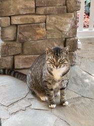 Found/Stray Unknown Cat last seen Near Highwoods Pkwy , Newnan, GA 30265