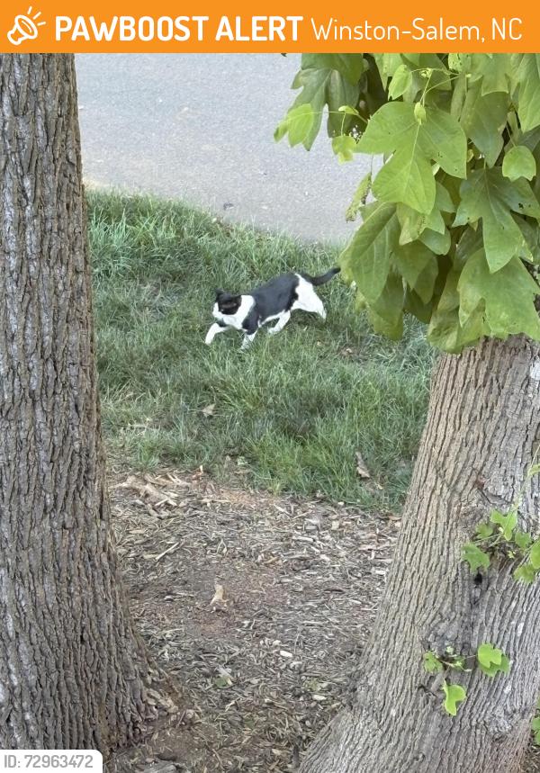 Found/Stray Unknown Cat last seen talon Dr, Winston-Salem, NC 27105