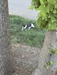 Found/Stray Unknown Cat last seen talon Dr, Winston-Salem, NC 27105