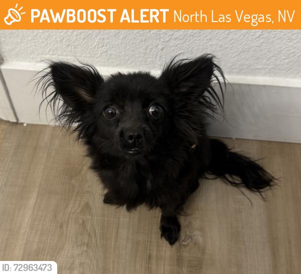 Found/Stray Unknown Dog last seen E Tonopah Ave & Civic Center , North Las Vegas, NV 89030