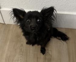 Found/Stray Unknown Dog last seen E Tonopah Ave & Civic Center , North Las Vegas, NV 89030