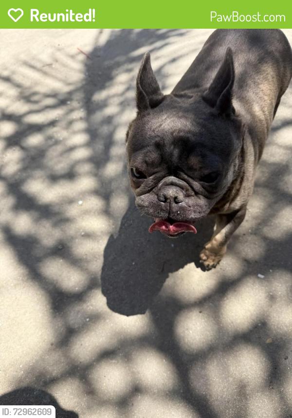 Reunited Female Dog last seen E Buckingham near Walmart , Fresno, CA 93726