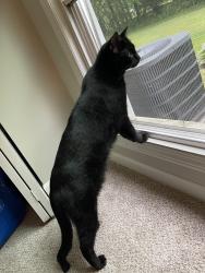 Lost Male Cat last seen Geneva road, st charles , St. Charles, IL 60174